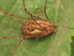 Image of <i>Dasylobus argentatus</i>