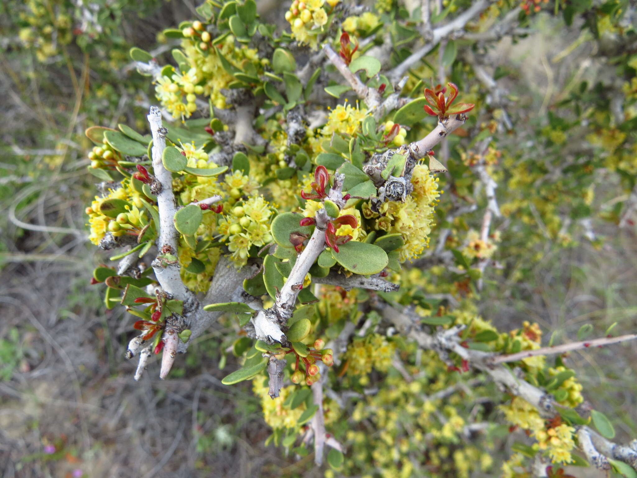 Image de Schinus johnstonii F. A. Barkley