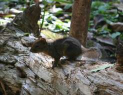 Image of Orange-bellied Himalayan Squirrel