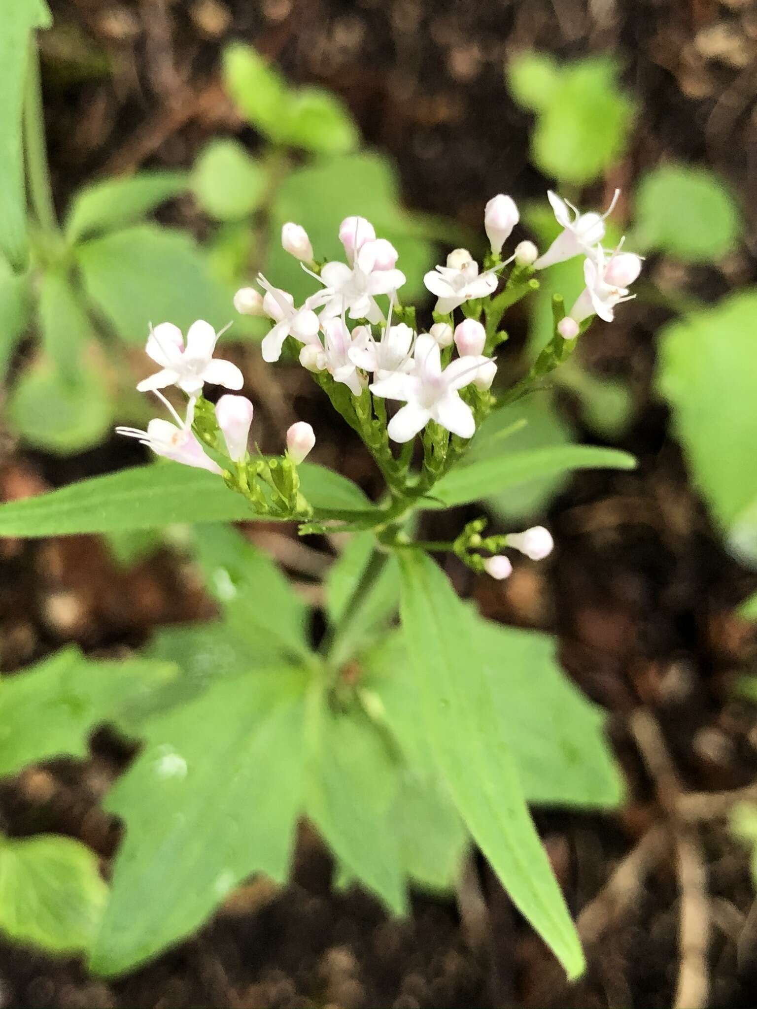 Image of <i>Valeriana tripteris</i>