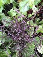 Image of Brassica rapa subsp. nipposinica (L. H. Bailey) Hanelt