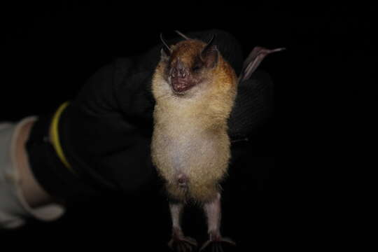 Image of Tilda's Yellow-shouldered Bat