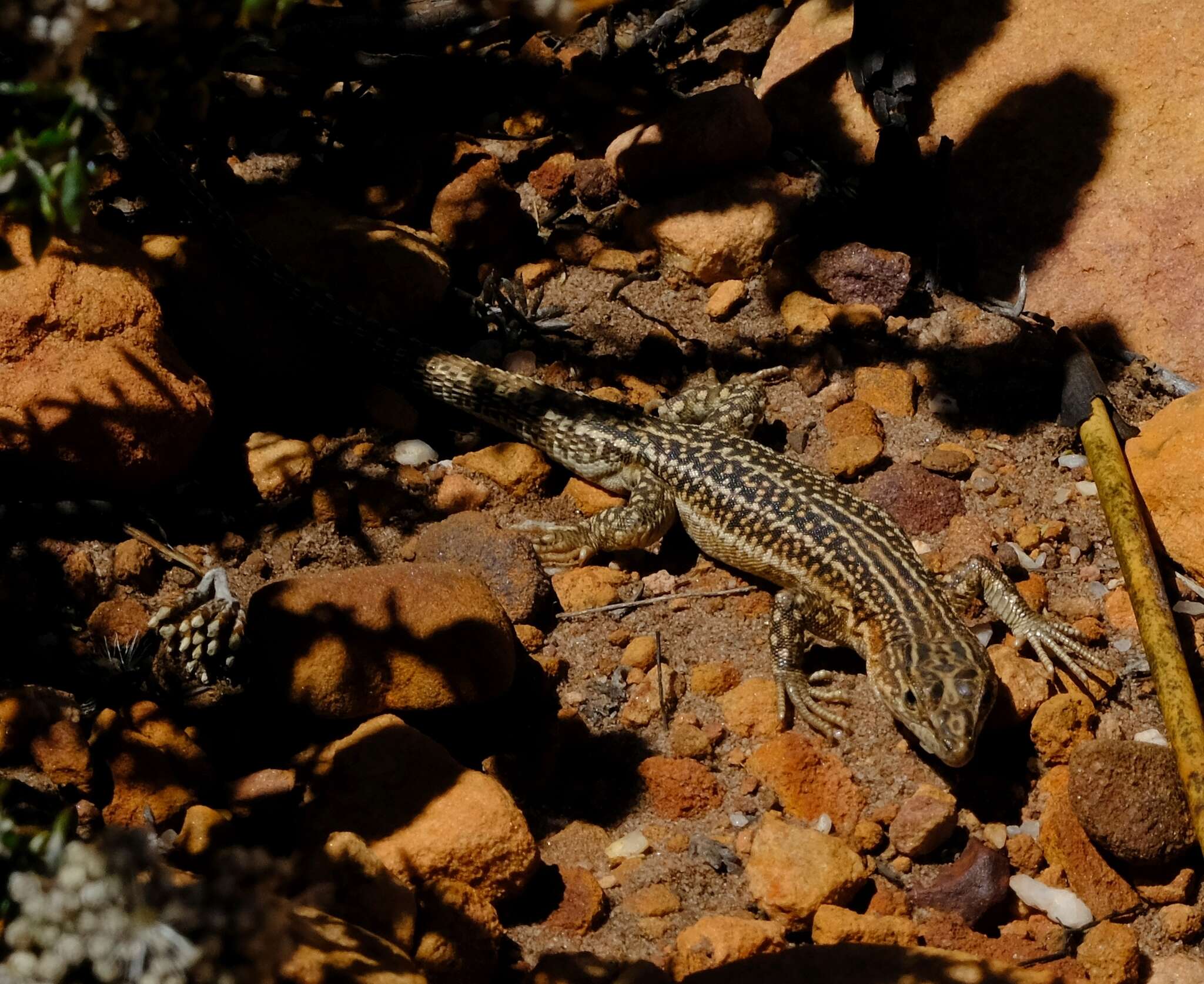 صورة Pedioplanis laticeps (Smith 1849)