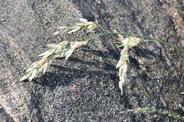 صورة Eragrostis unioloides (Retz.) Nees ex Steud.