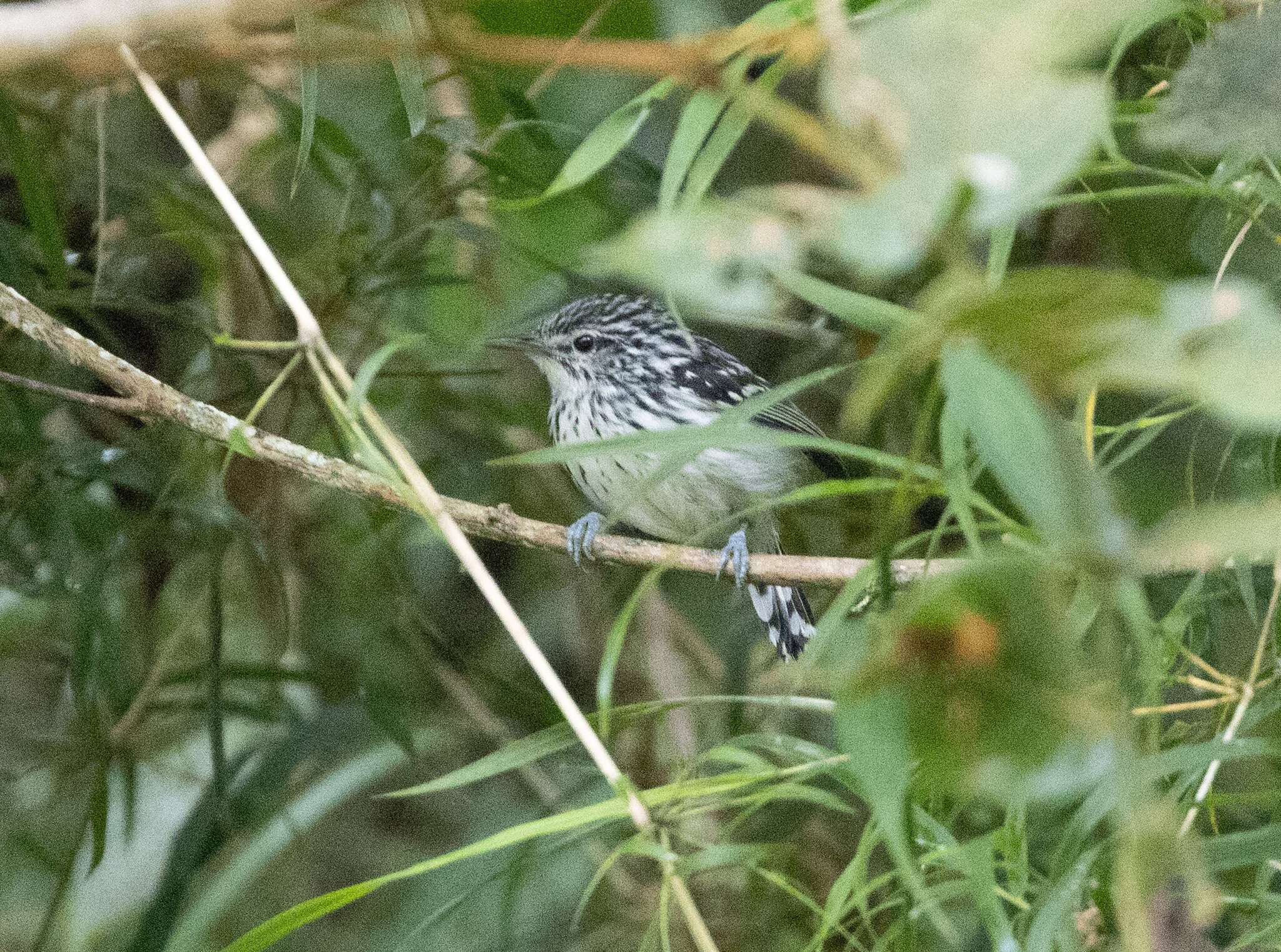 Image of Stripe-chested Antwren