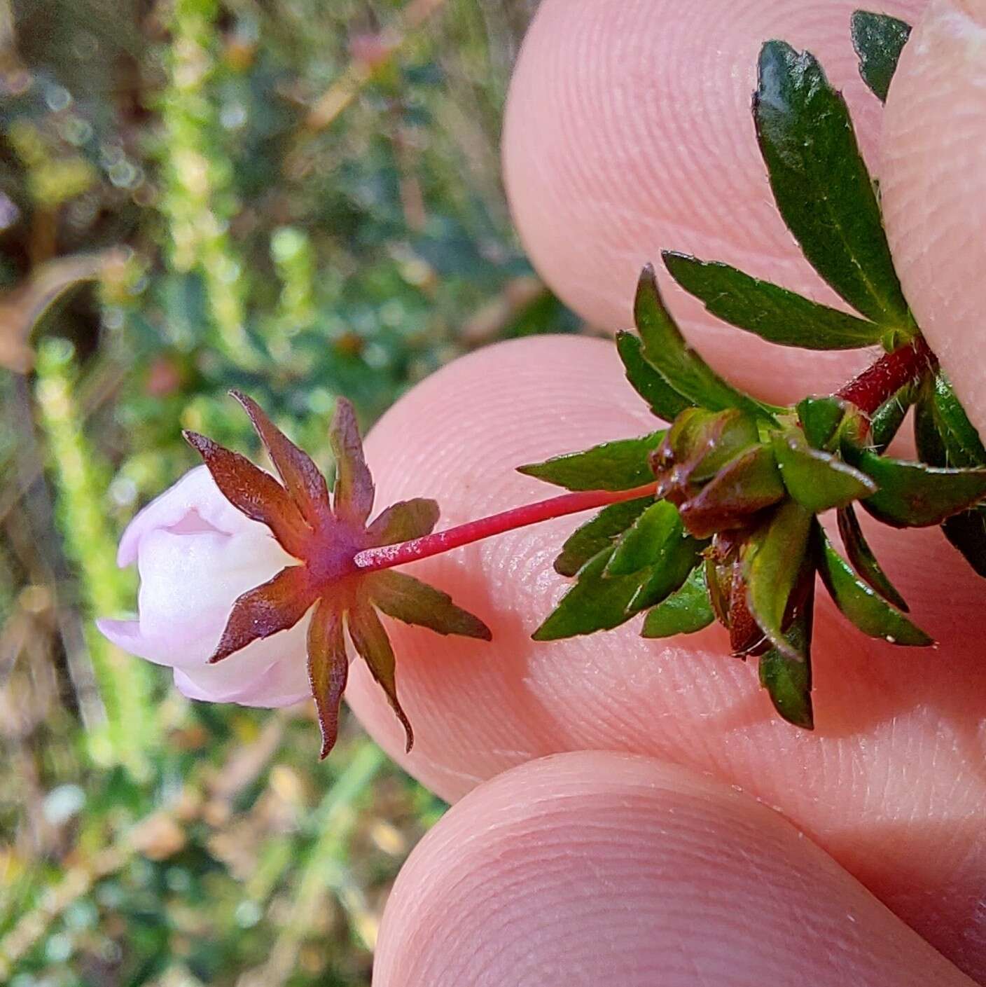 Image of Bauera microphylla Sieber ex DC.