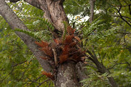 Imagem de Aglaomorpha volkensii (Hieron.) Hovenkamp & S. Linds.