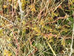 Image de "Rosier à petites fleurs, Églantier à petites fleurs"