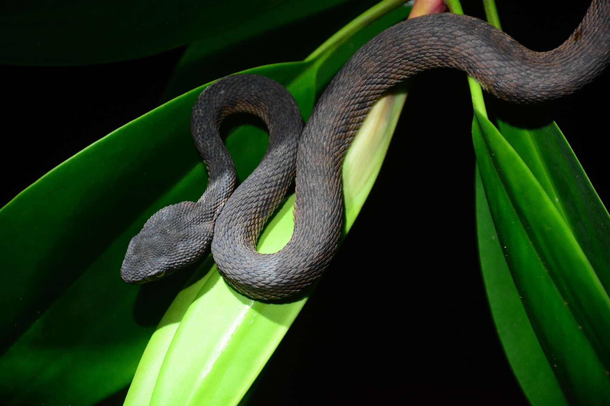 Trimeresurus purpureomaculatus (Gray 1832) resmi