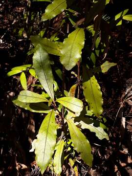 Image of Coprosma dodonaeifolia W. R. B. Oliv.