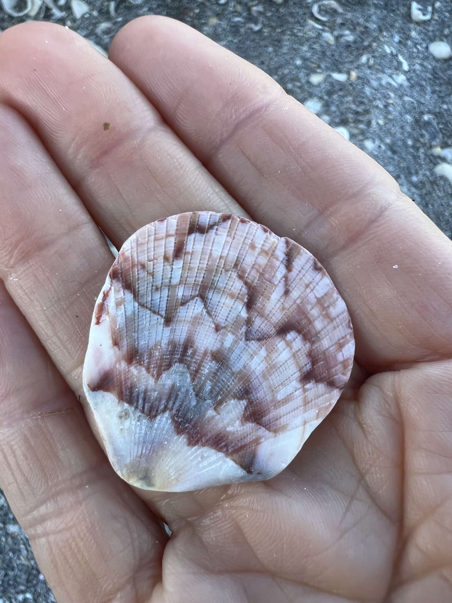 Image of Bermuda sand scallop