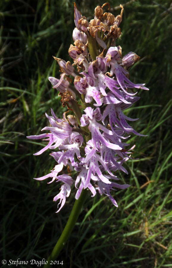 Orchis italica Poir. resmi