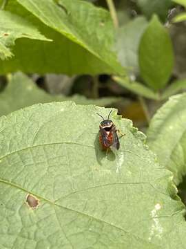 Image of Pachyanthidium paulinieri (Guérin-Méneville 1845)