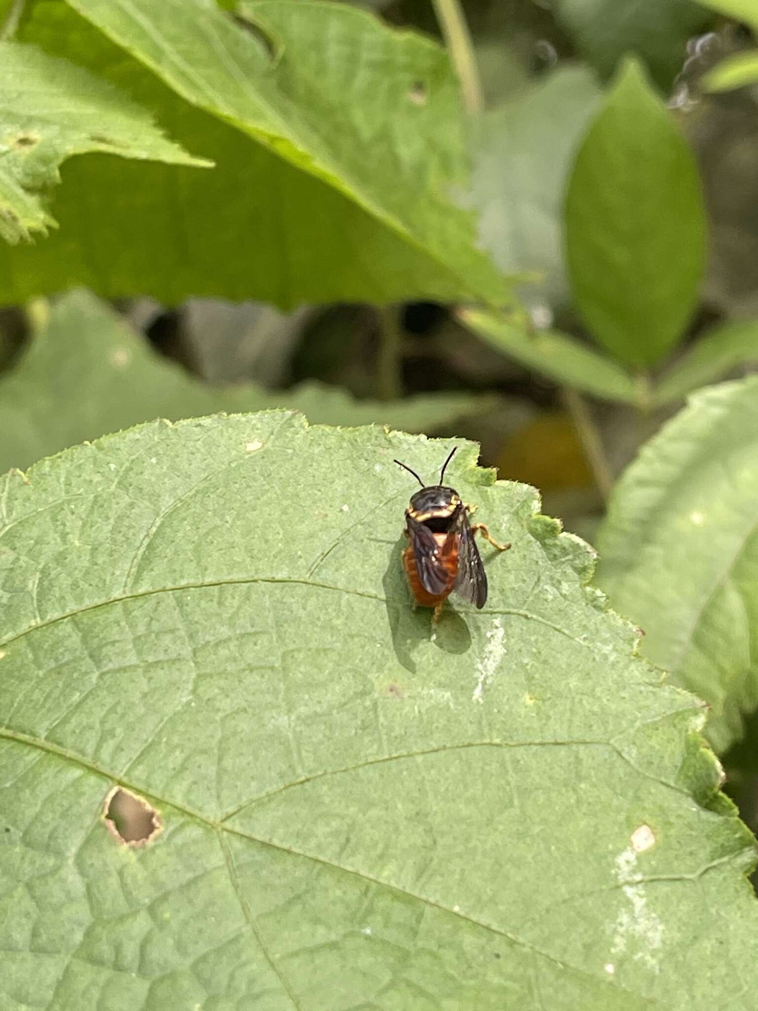 Imagem de Pachyanthidium paulinieri (Guérin-Méneville 1845)