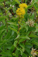 Imagem de Solidago virgaurea subsp. minuta (L.) Arcangeli