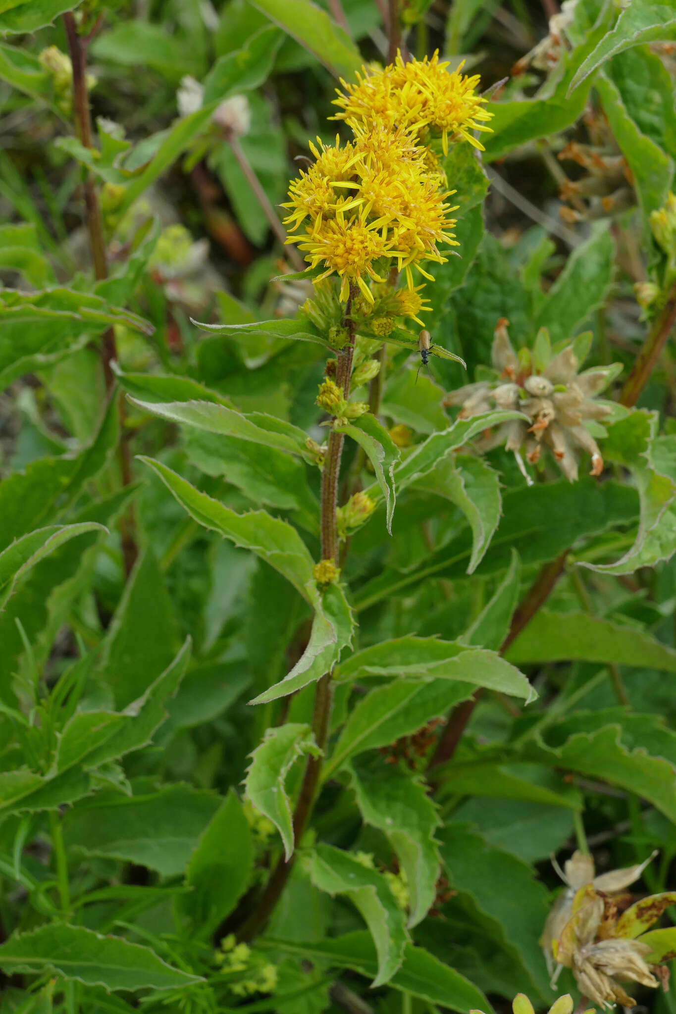 Image de Solidago virgaurea subsp. minuta (L.) Arcangeli