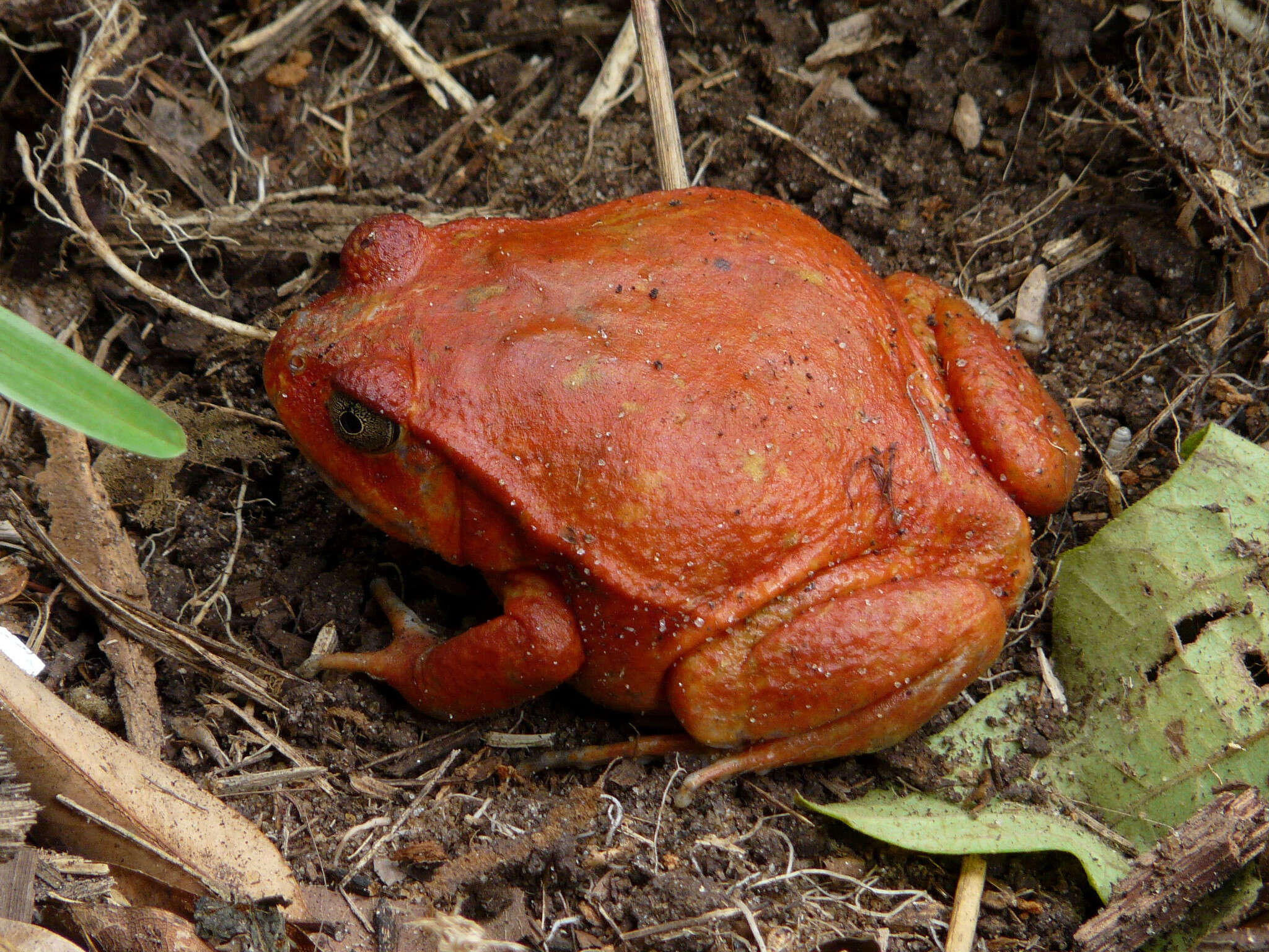 Image of Tomato Frogs