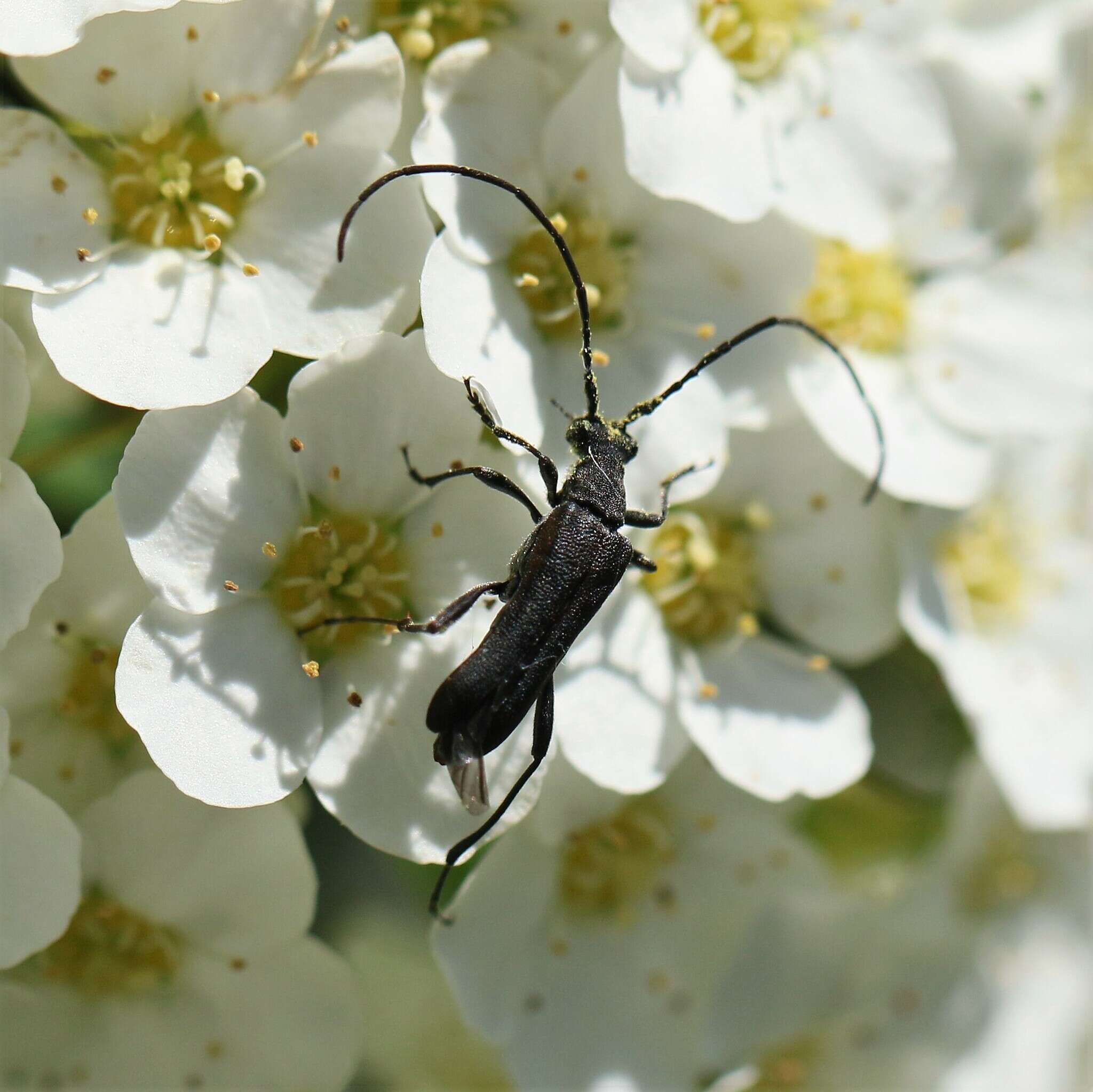 Idiopidonia resmi