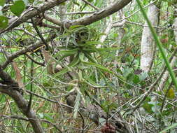 Image of Tillandsia streptophylla Scheidw.