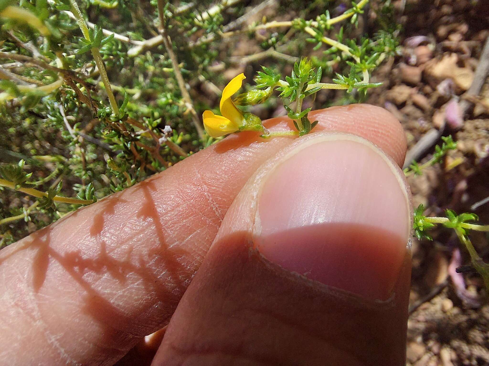 Imagem de Aspalathus aurantiaca R. Dahlgren