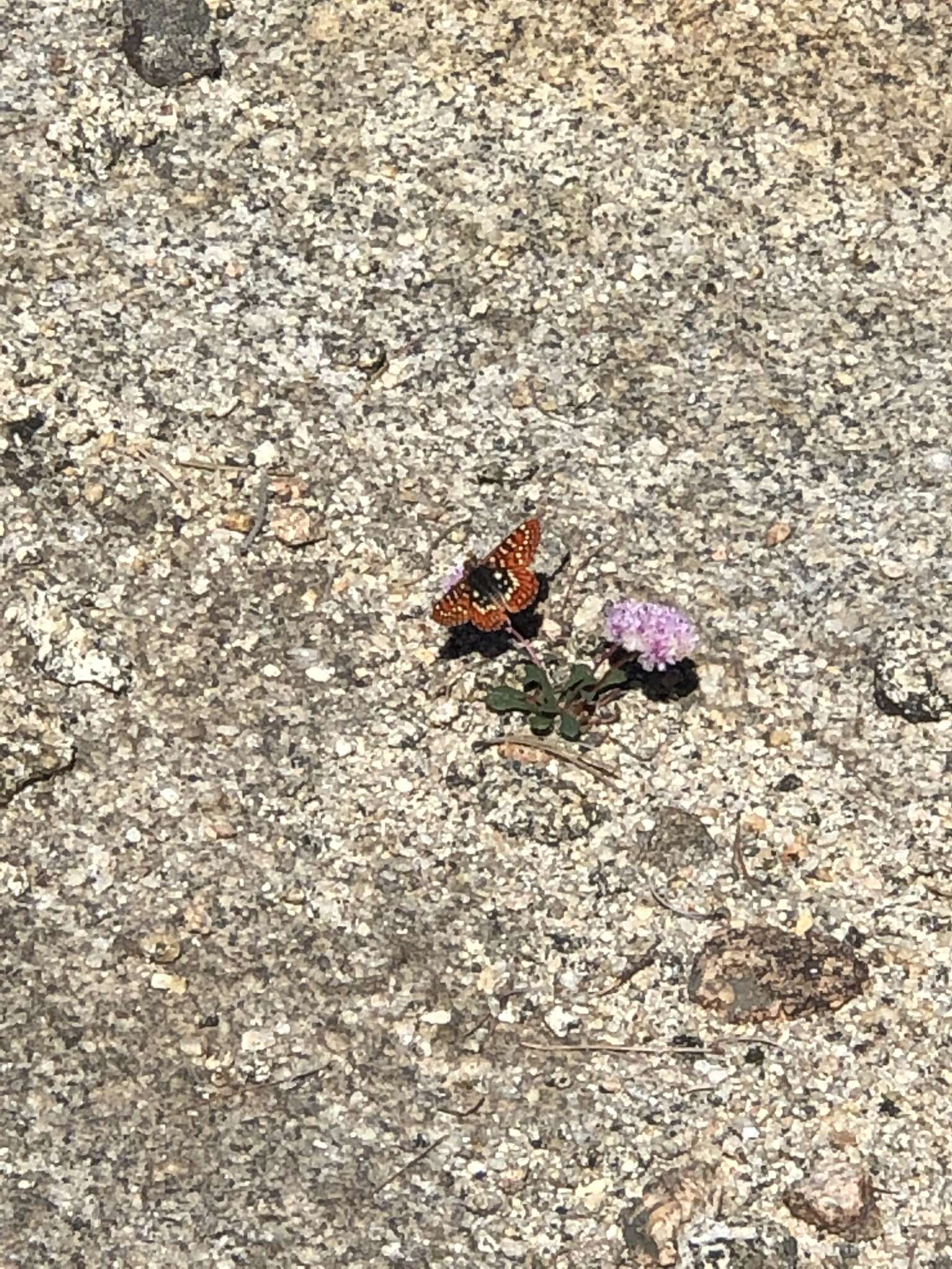 Euphydryas chalcedona sierra (W. G. Wright 1905)的圖片