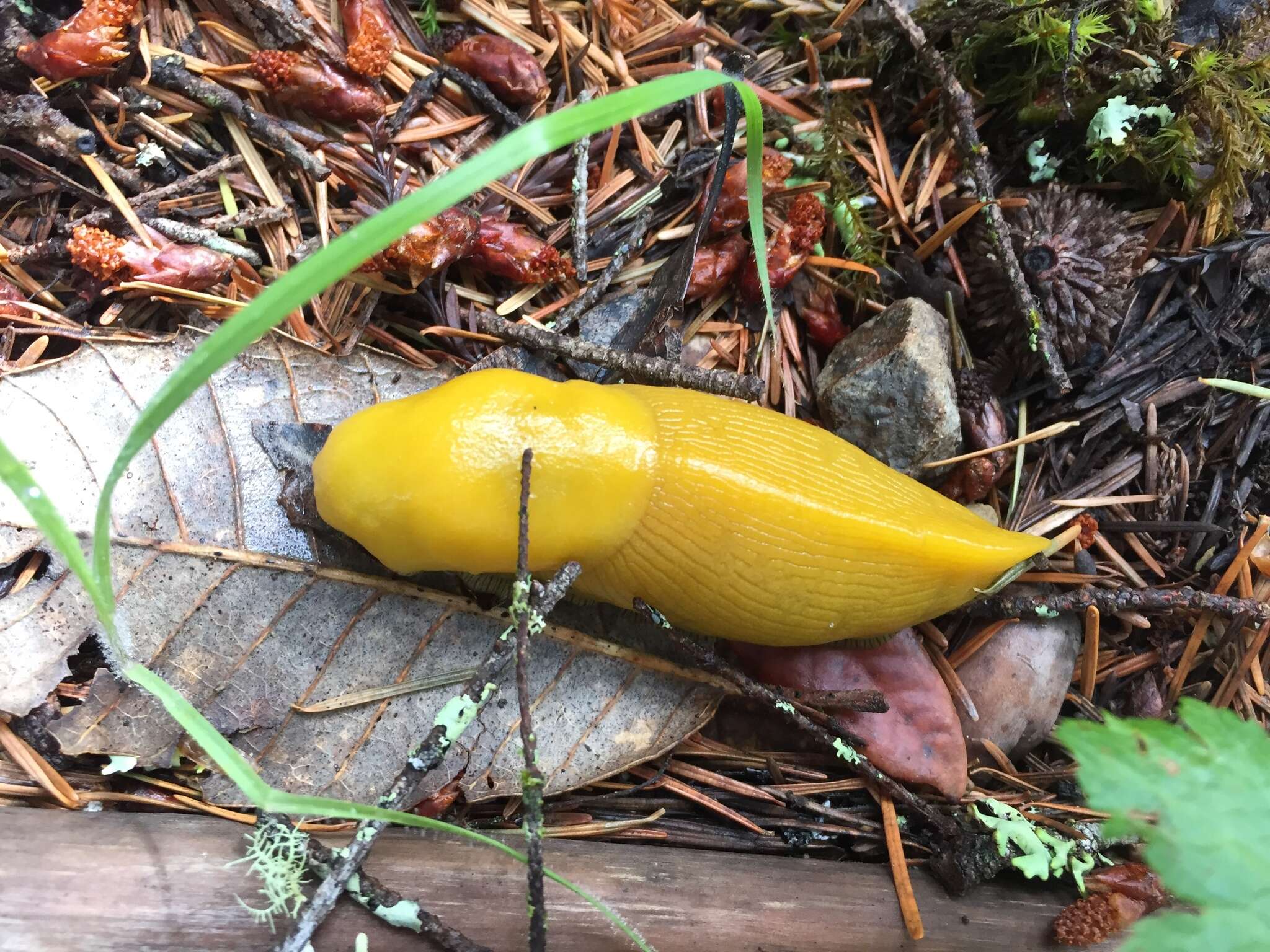 Image of California Banana Slug