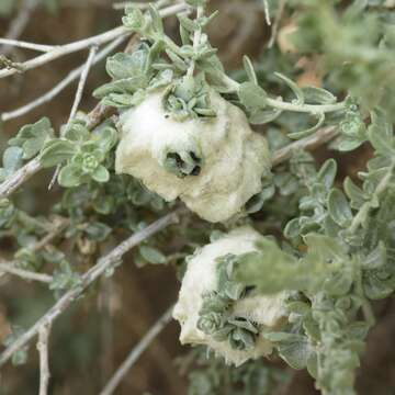 Image of Asphondylia floccosa Gagne 1986