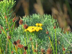 Слика од Athanasia crithmifolia subsp. crithmifolia