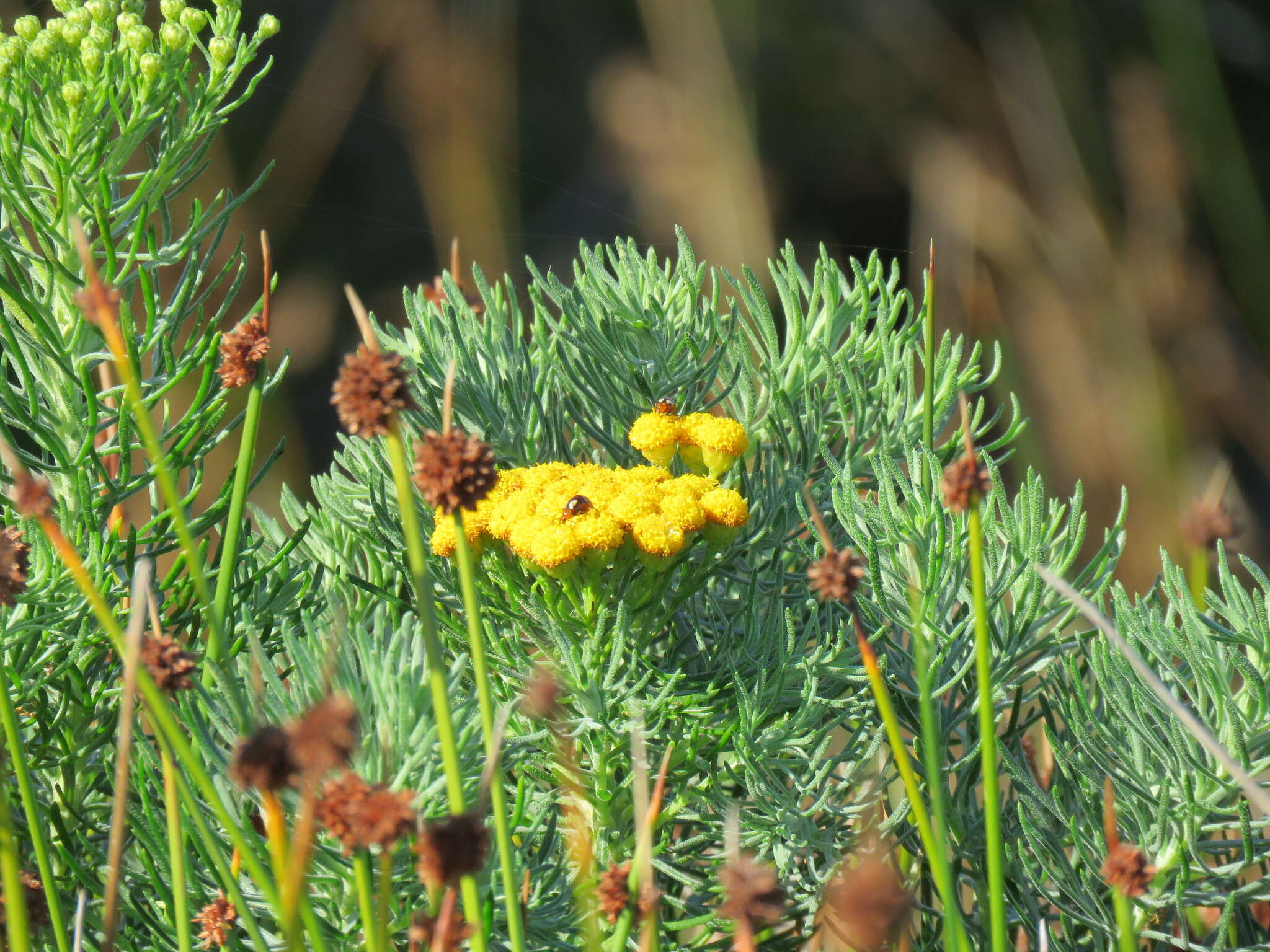 Слика од Athanasia crithmifolia subsp. crithmifolia