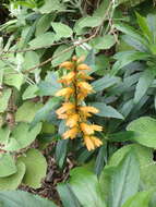 Imagem de Digitalis canariensis L.