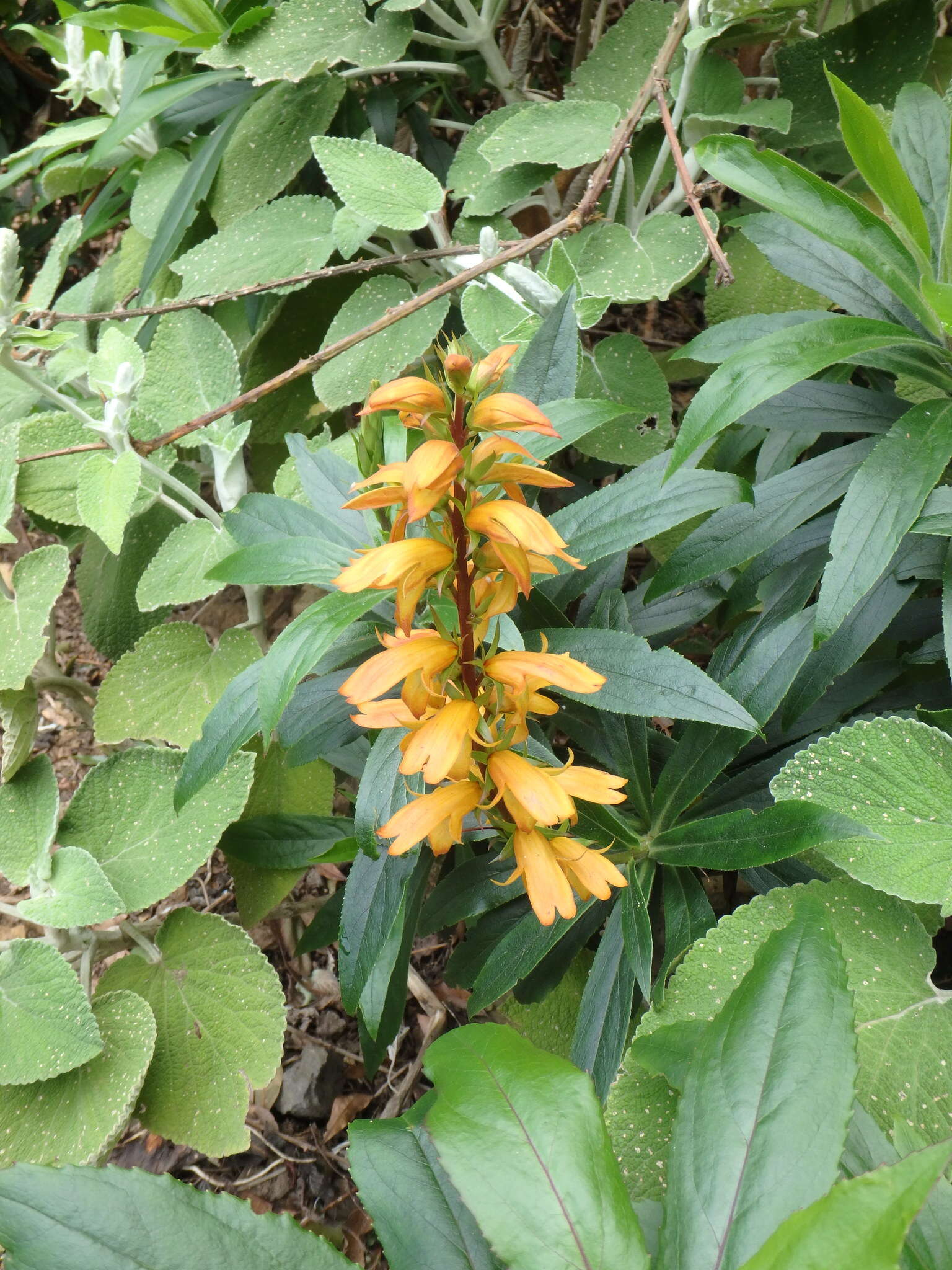 Imagem de Digitalis canariensis L.