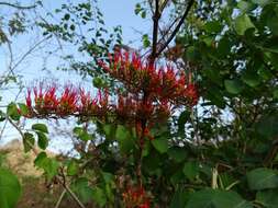 Image de Combretum paniculatum Vent.