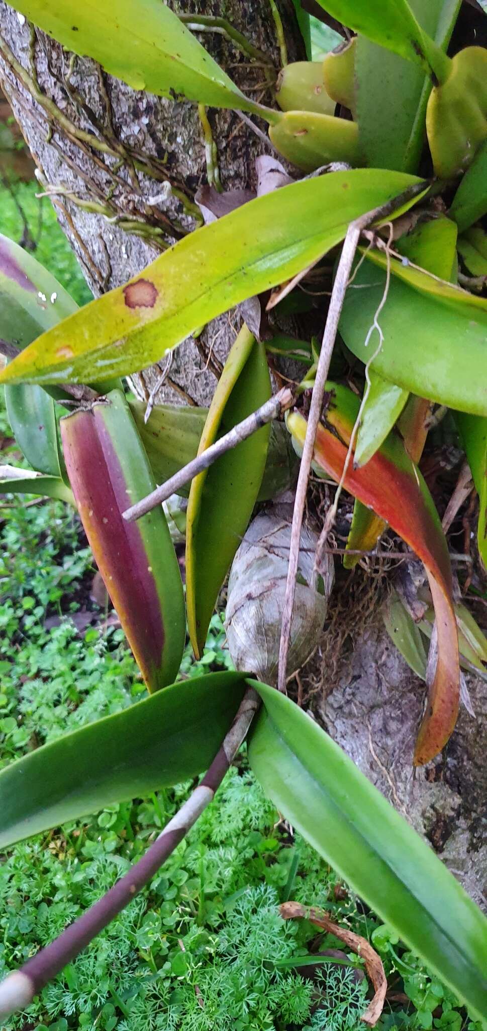 Image of Laelia autumnalis (Lex.) Lindl.