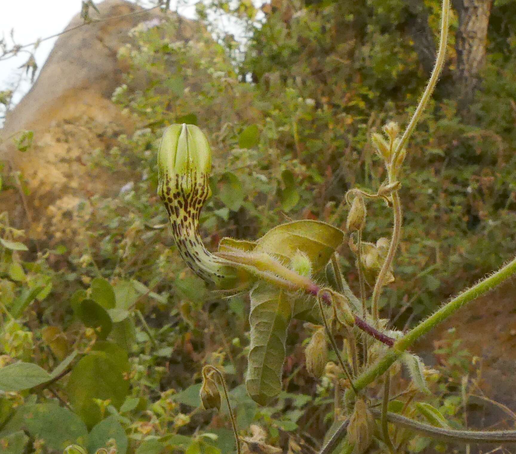 صورة Ceropegia hirsuta Wight & Arn.