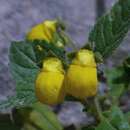 Image of Calceolaria elatior Griseb.