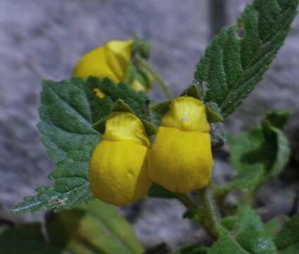 Image of Calceolaria elatior Griseb.