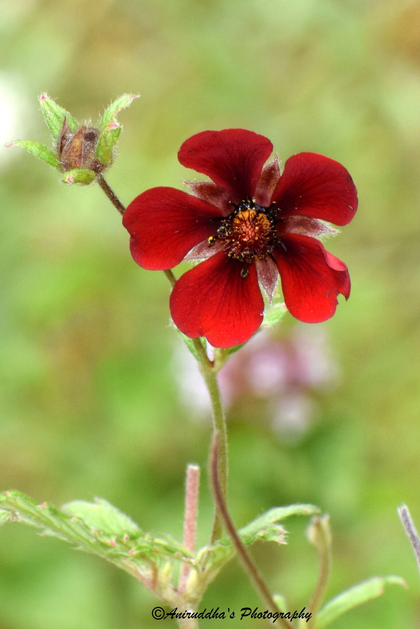 Image de Potentilla argyrophylla var. atrosanguinea (Lodd.) Hook. fil.