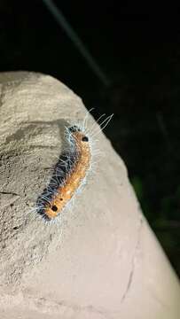 Image of Acronicta pruinosa Guenée 1852