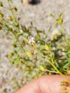 Sivun Chaenorhinum minus subsp. minus kuva