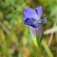 Image of grand fringed gentian