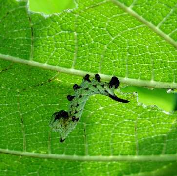 Image of Lintneria lugens (Walker 1856)