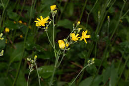 Image of Hieracium lachenalii subsp. lachenalii