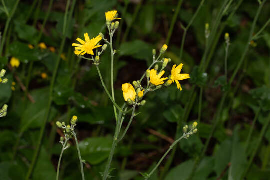 Image of Hieracium lachenalii subsp. lachenalii