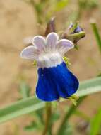 صورة Nemesia barbata (Thunb.) Benth.