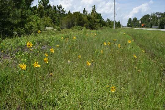 Helianthus carnosus Small的圖片