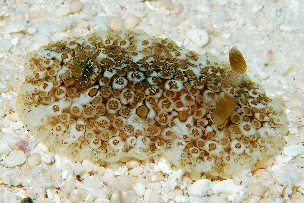 Image of Carminodoris grandiflora (Pease 1860)