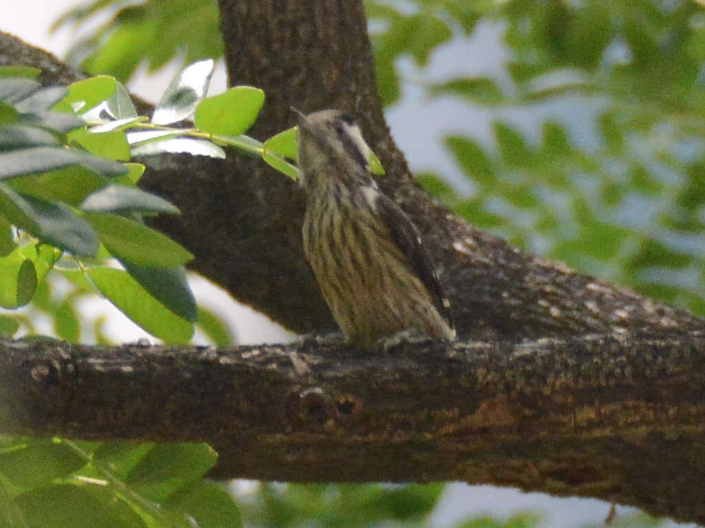Image of Grey-capped Pygmy Woodpecker
