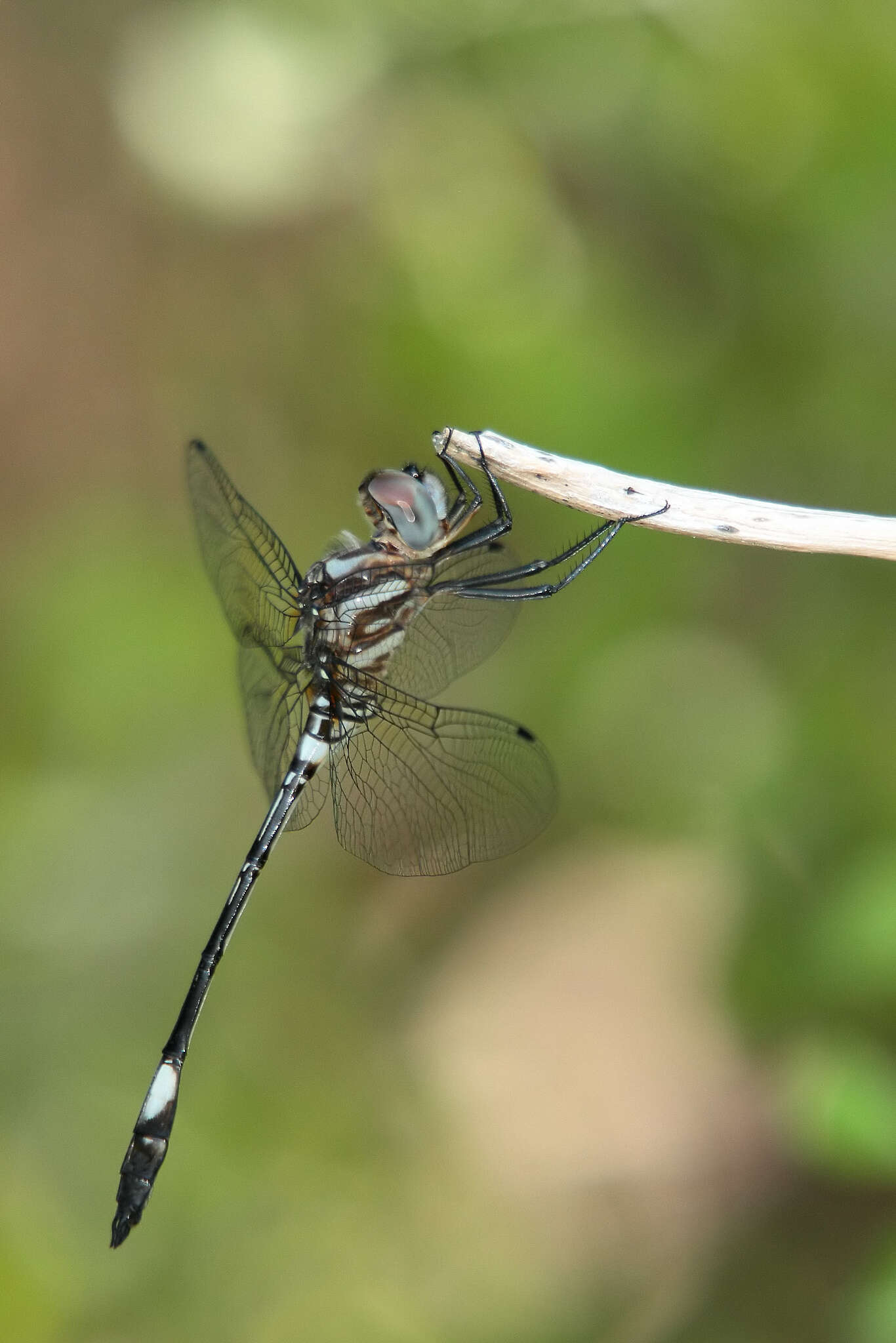 Image of Pale-faced Clubskimmer