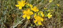 Image of Hypericum tomentosum L.