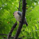 Plancia ëd Accipiter trinotatus Bonaparte 1850